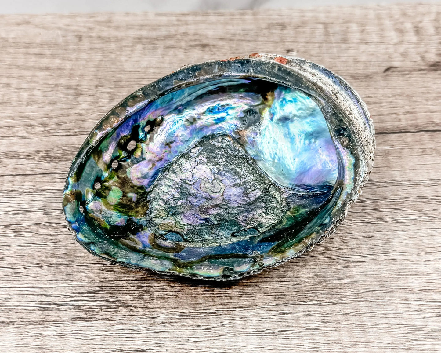 Abalone Shell - Radiant Vessel for Sacred Smudging-Morganite Gems