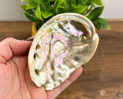 Abalone Shell - Radiant Vessel for Sacred Smudging-Morganite Gems