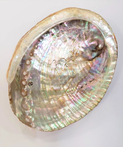 Abalone Shell - Radiant Vessel for Sacred Smudging-Morganite Gems