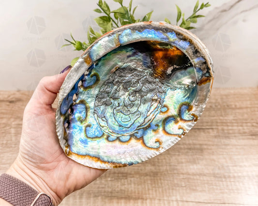 Abalone Shell - Radiant Vessel for Sacred Smudging-Morganite Gems