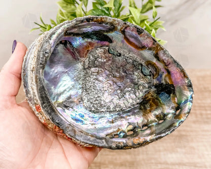 Abalone Shell - Radiant Vessel for Sacred Smudging-Morganite Gems