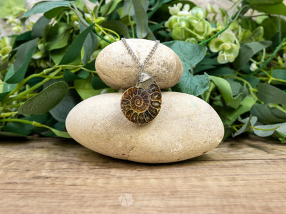 Ammonite Fossil Necklace - C - Crystal Necklaces