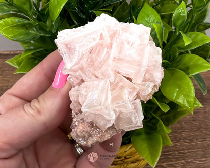 California Crystal Treasures: Halite Specimens from Searles Lake, San Bernardino County-Morganite Gems