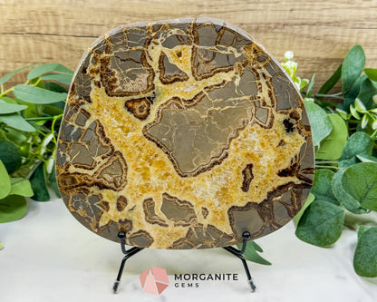 Extra-Thick Utah Septarian ’Dragon Stone’ Slice No. 4 (3.61lbs) – 8.5’’ Polished Local Specimen for Grounding &