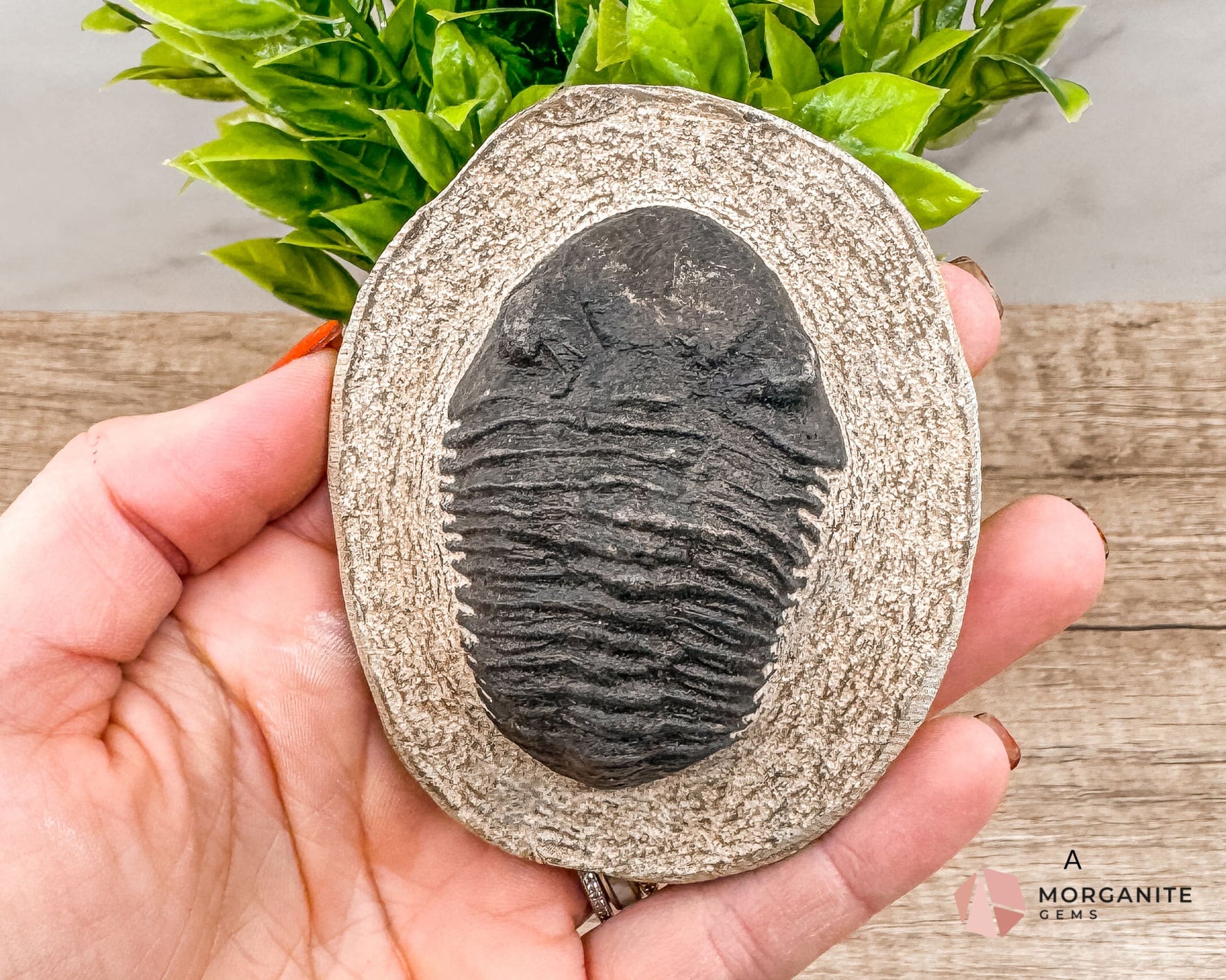 Fossilized Trilobite Specimen – Ancient Marine Fossil for Collectors & Natural History Enthusiasts-Morganite Gems