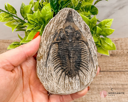 Fossilized Trilobite Specimen – Ancient Marine Fossil for Collectors & Natural History Enthusiasts-Morganite Gems