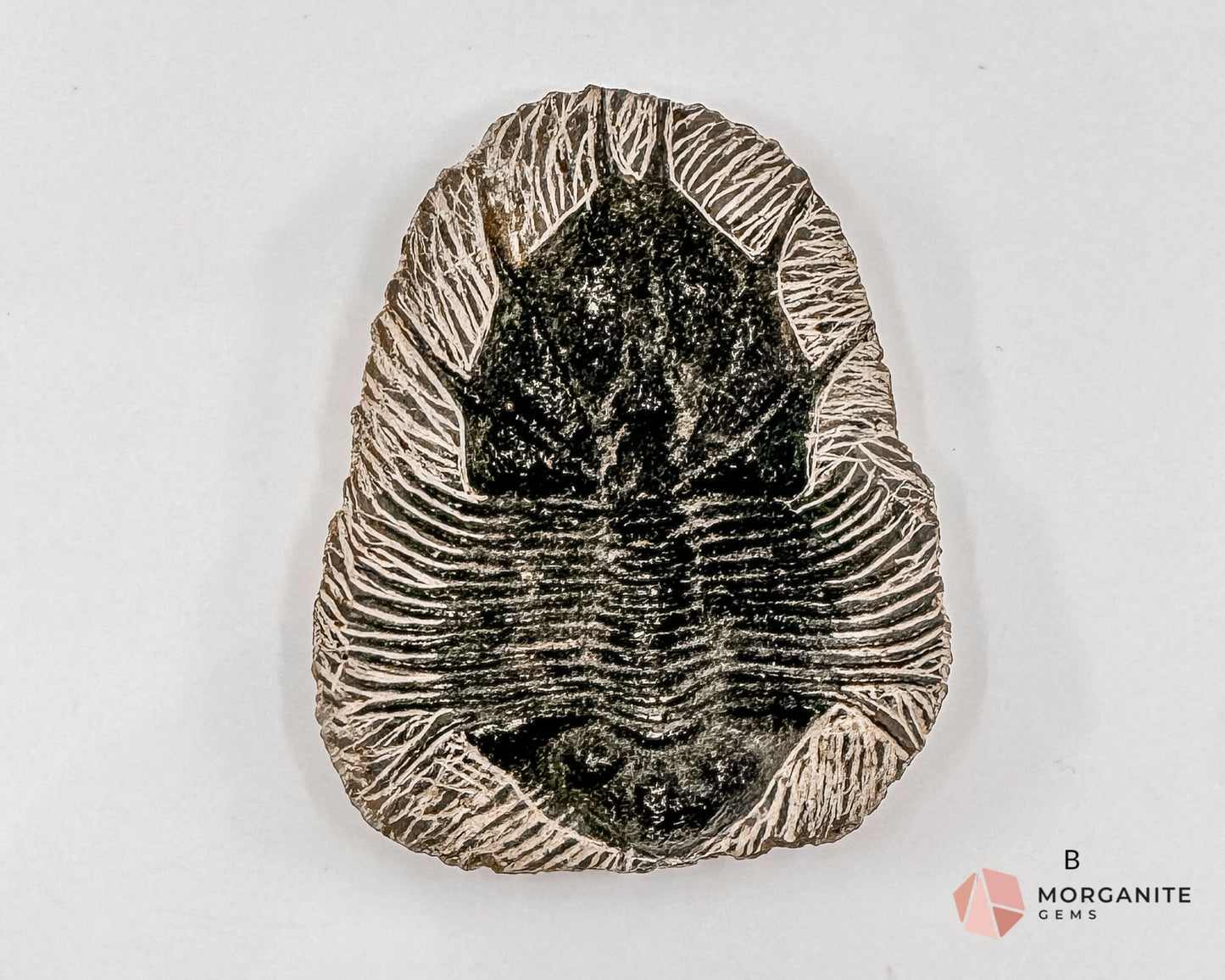 Fossilized Trilobite Specimen – Ancient Marine Fossil for Collectors & Natural History Enthusiasts-Morganite Gems