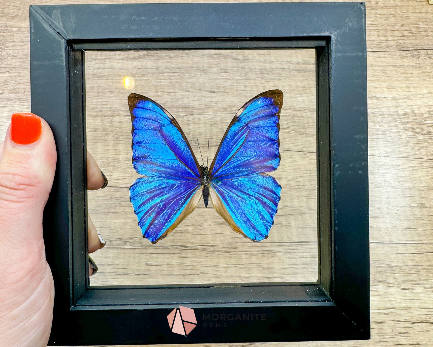 Framed Blue Morpho Butterfly – Exquisite Natural Art for Your Home-Morganite Gems