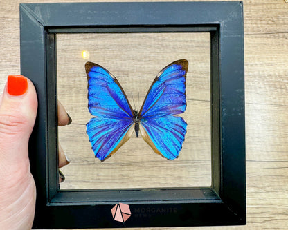 Framed Blue Morpho Butterfly – Exquisite Natural Art for Your Home-Morganite Gems