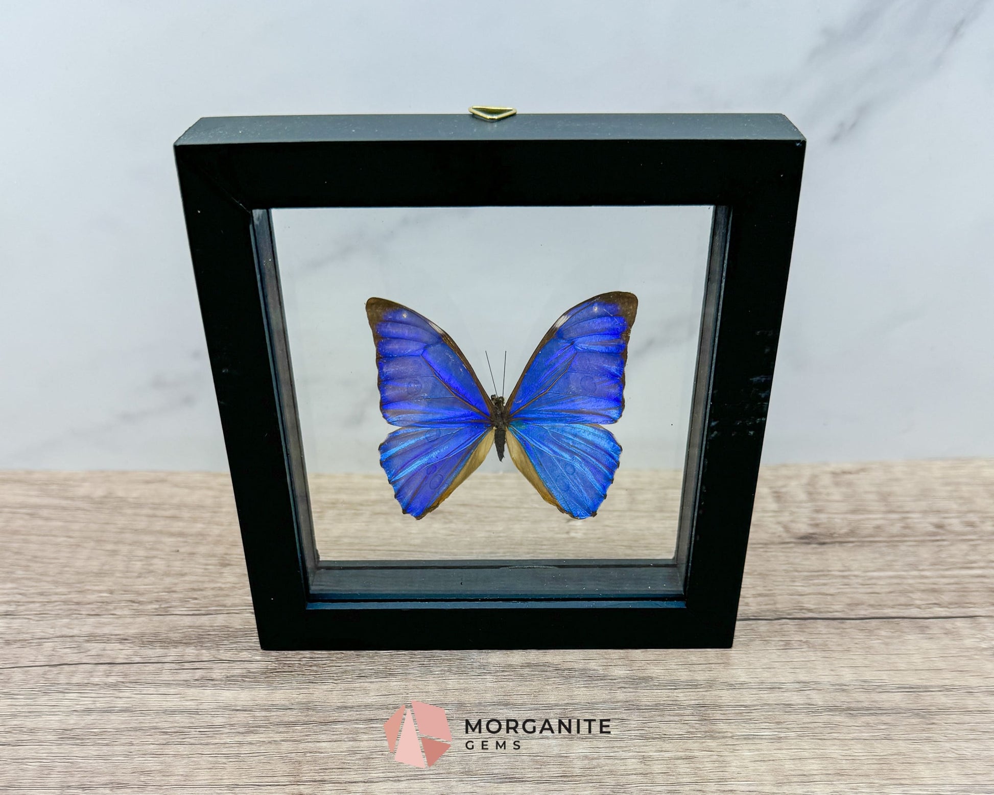 Framed Blue Morpho Butterfly – Exquisite Natural Art for Your Home-Morganite Gems