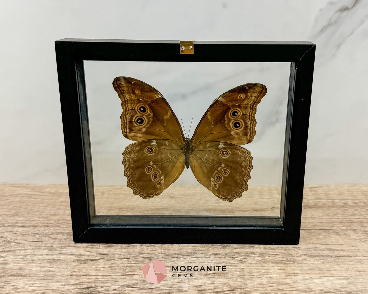 Framed Blue Morpho Butterfly – Exquisite Natural Art for Your Home-Morganite Gems