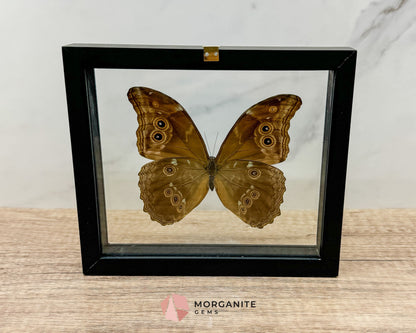 Framed Blue Morpho Butterfly – Exquisite Natural Art for Your Home-Morganite Gems