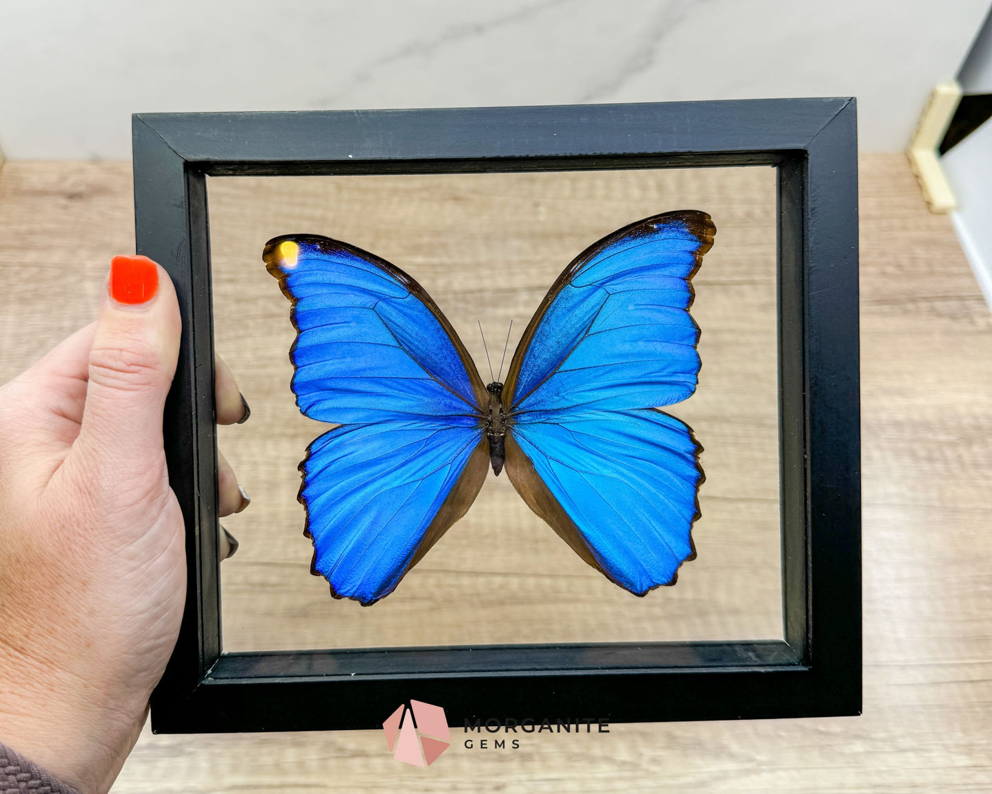 Framed Blue Morpho Butterfly – Exquisite Natural Art for Your Home-Morganite Gems