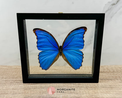 Framed Blue Morpho Butterfly – Exquisite Natural Art for Your Home-Morganite Gems