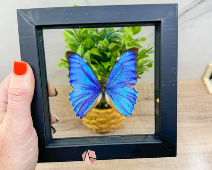 Framed Blue Morpho Butterfly – Exquisite Natural Art for Your Home-Morganite Gems