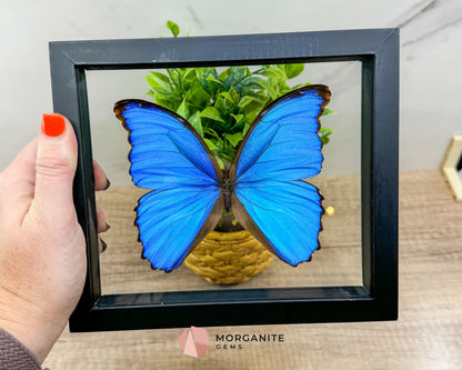 Framed Blue Morpho Butterfly – Exquisite Natural Art for Your Home-Morganite Gems