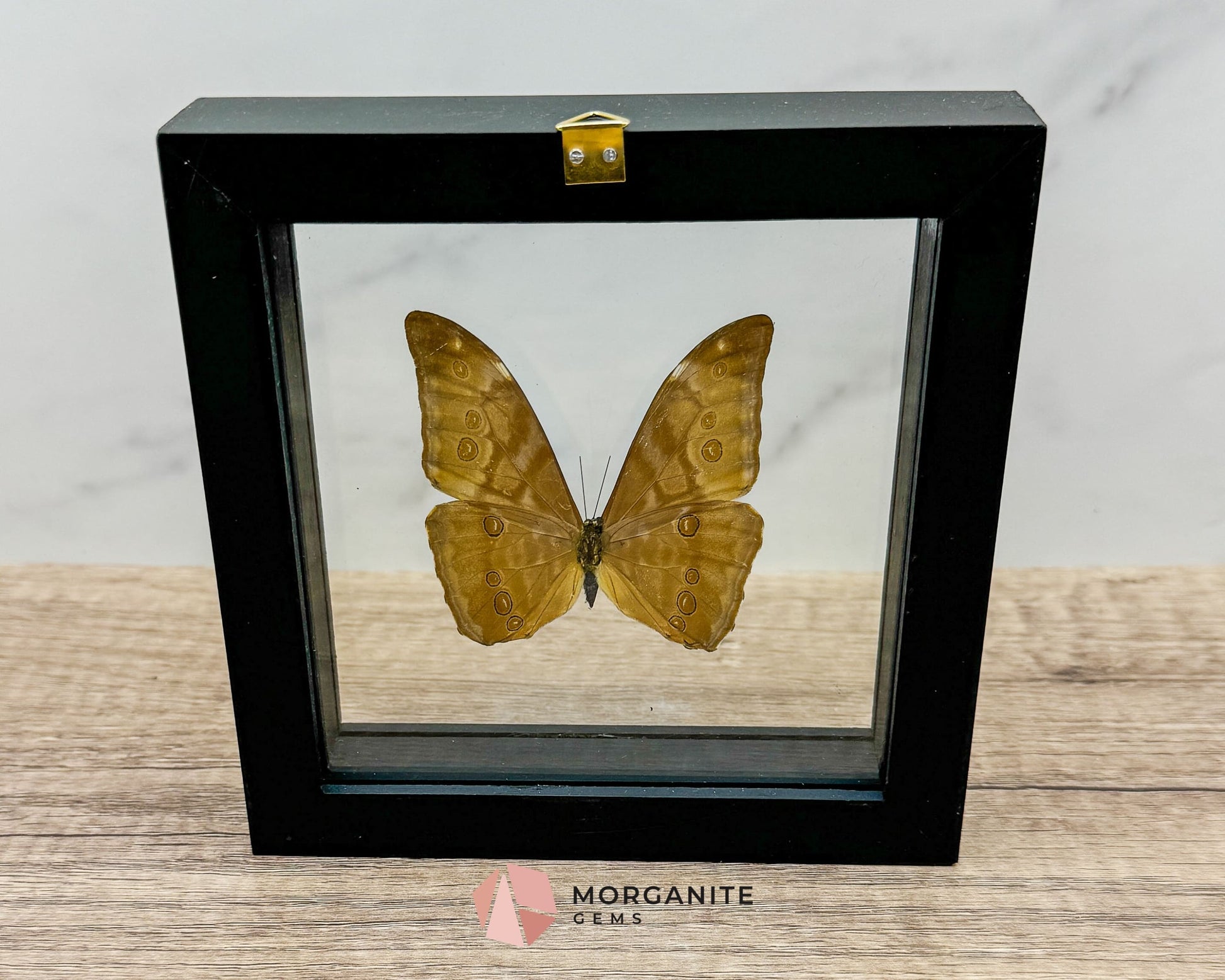 Framed Blue Morpho Butterfly – Exquisite Natural Art for Your Home-Morganite Gems