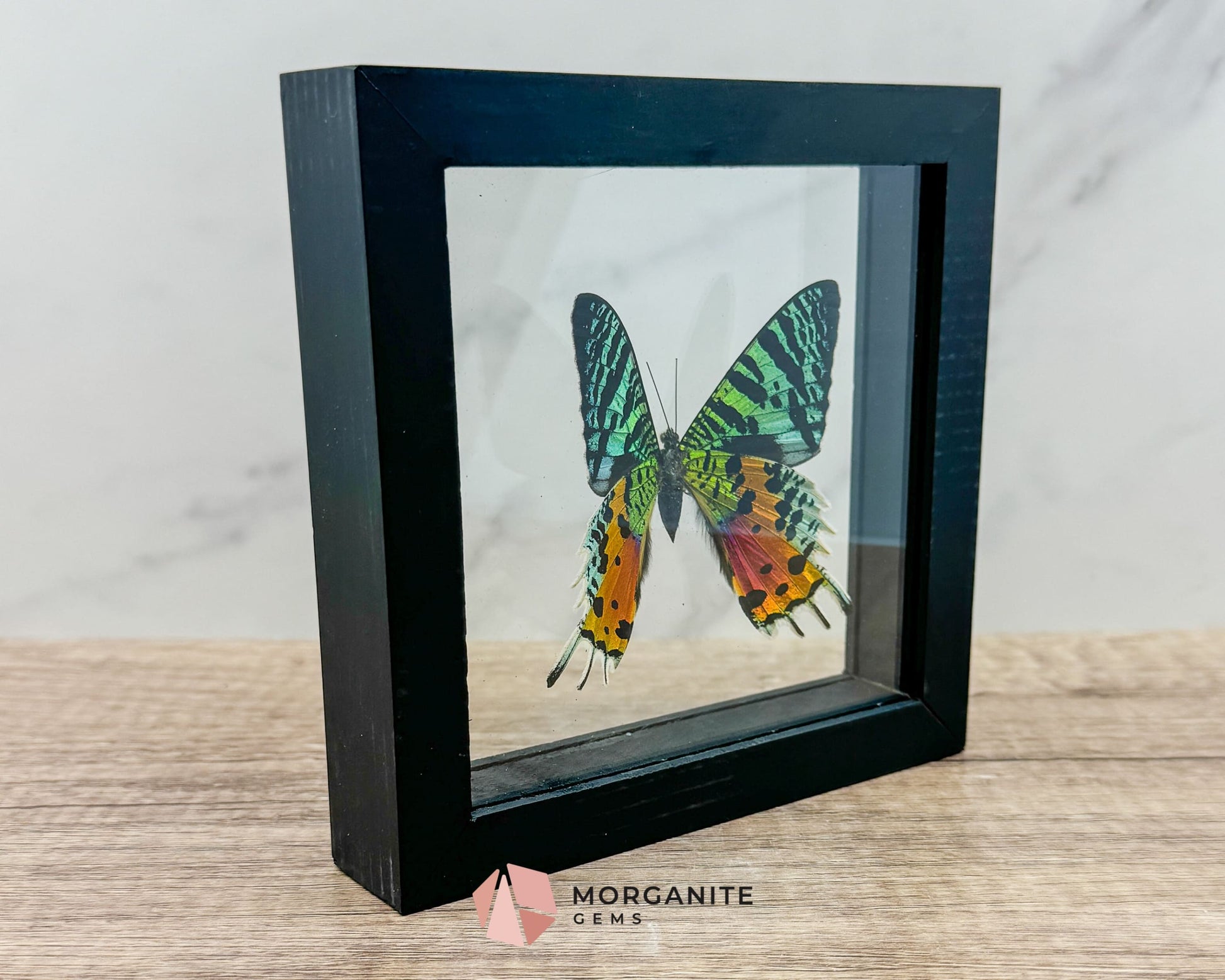 Framed Urania Ripheus Butterfly – A Stunning Natural Masterpiece-Morganite Gems