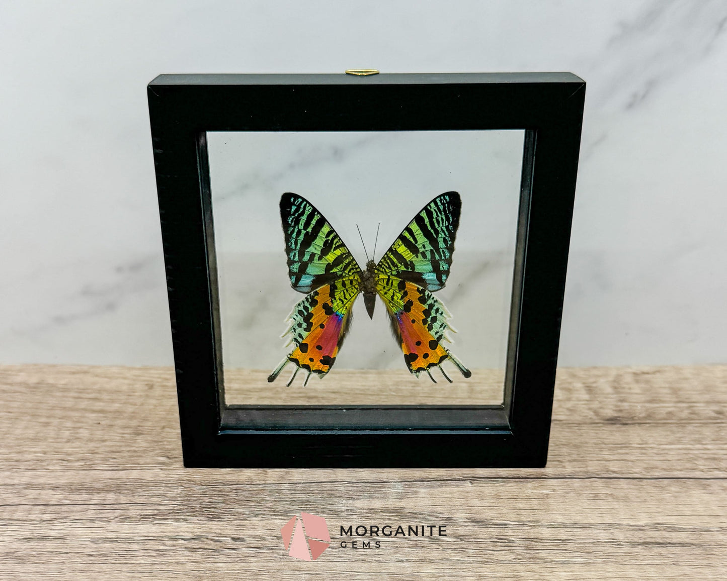 Framed Urania Ripheus Butterfly – A Stunning Natural Masterpiece-Morganite Gems