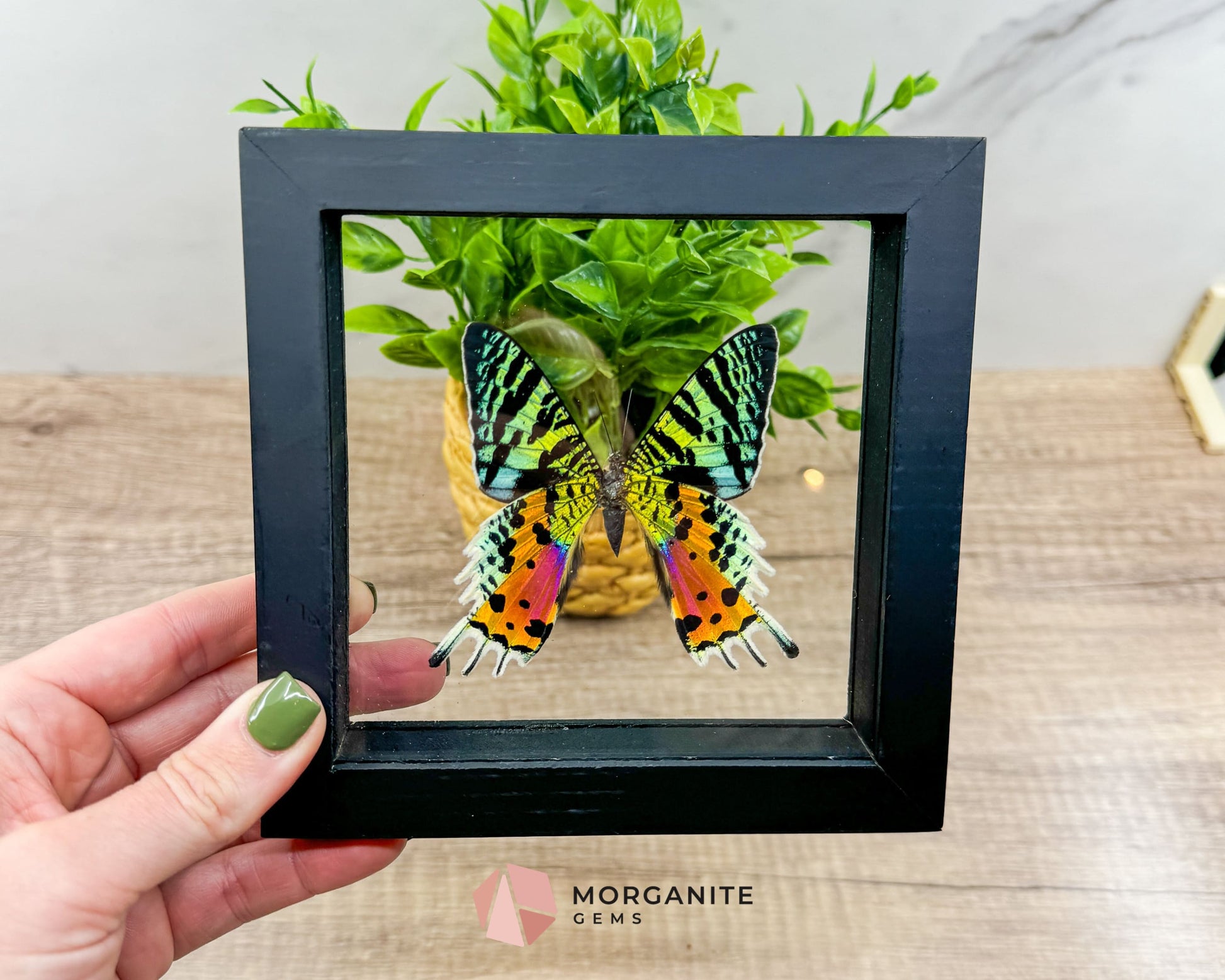 Framed Urania Ripheus Butterfly – A Stunning Natural Masterpiece-Morganite Gems