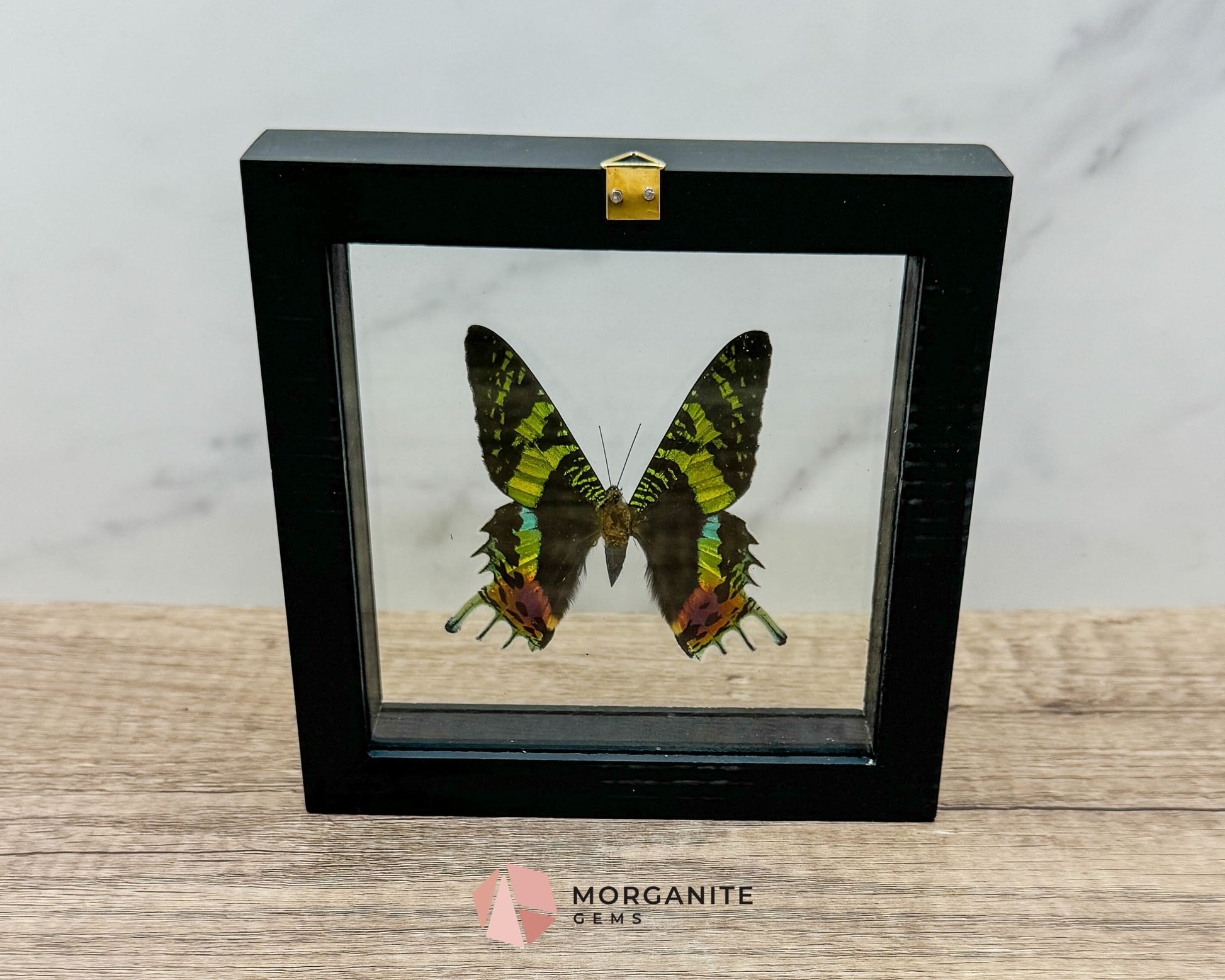 Framed Urania Ripheus Butterfly – A Stunning Natural Masterpiece-Morganite Gems