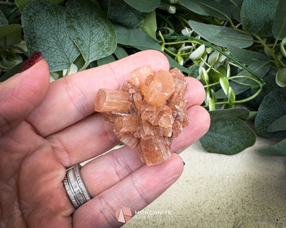 Moroccan Aragonite Starburst Specimen – 44 g Petite Star Cluster - Metaphysical Crystals