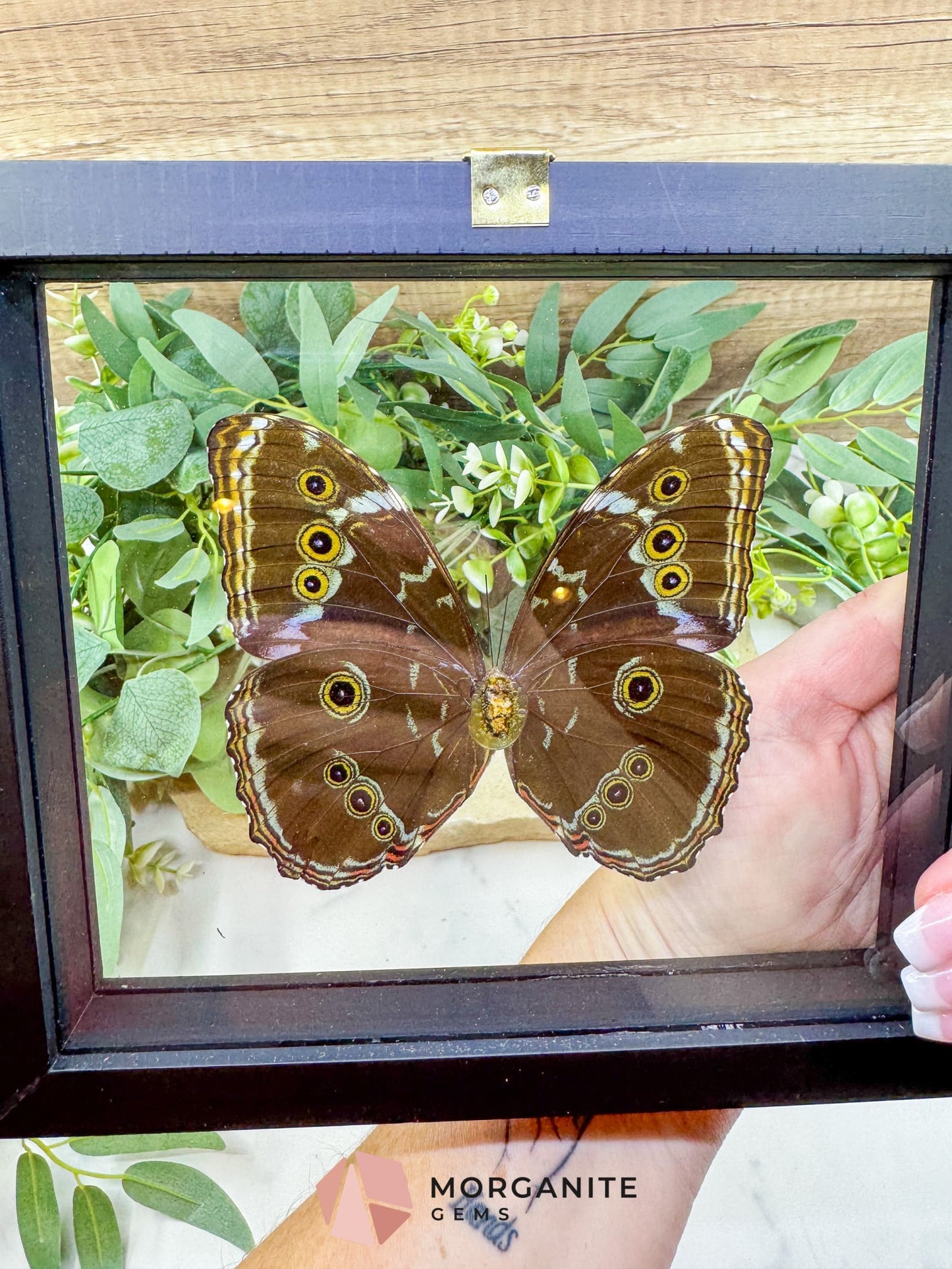 Morpho Achilles Butterfly in Glass Frame – Real Blue Butterfly Specimen No. 2 (6.6’’ x 7.1’’) No.2 - Home & Living