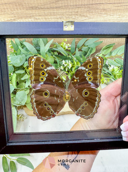 Morpho Achilles Butterfly in Glass Frame – Real Blue Butterfly Specimen No. 2 (6.6’’ x 7.1’’) No.2 - Home & Living