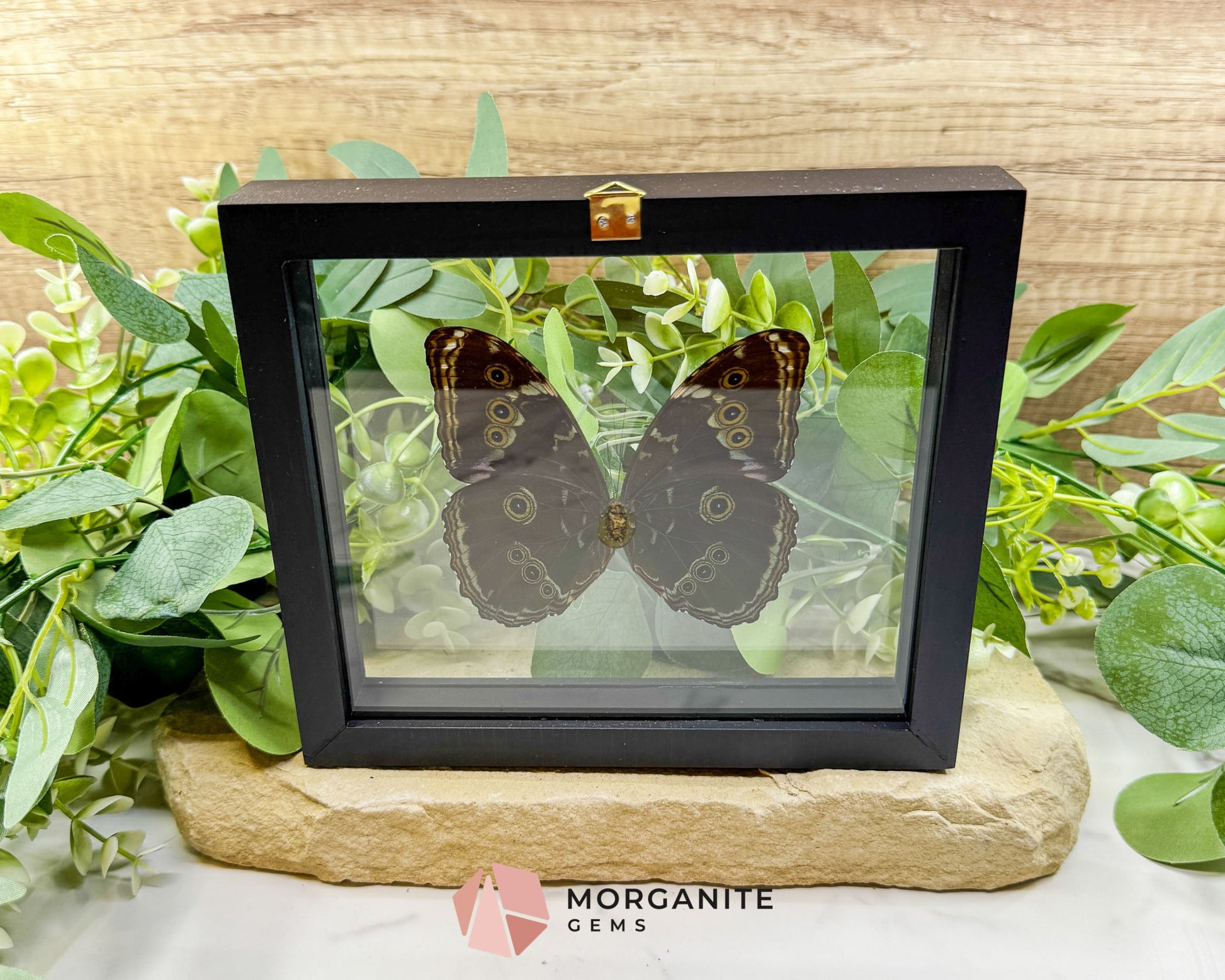 Morpho Achilles Butterfly in Glass Frame – Real Blue Butterfly Specimen No. 2 (6.6’’ x 7.1’’) No.2 - Home & Living