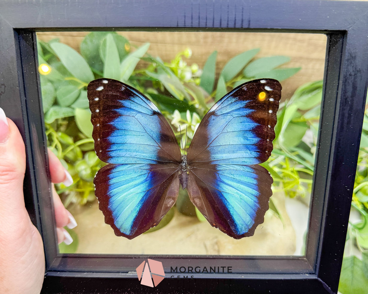 Morpho Achilles Butterfly in Glass Frame – Real Blue Butterfly Specimen No. 2 (6.6’’ x 7.1’’) No.2 - Home & Living