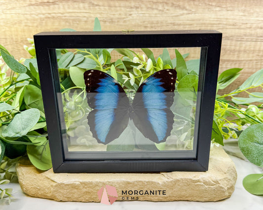Morpho Achilles Butterfly in Glass Frame – Real Blue Butterfly Specimen No. 2 (6.6’’ x 7.1’’) No.2 - Home & Living