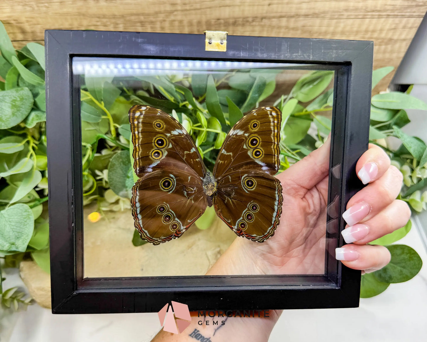Morpho Achilles Butterfly in Glass Frame – Real Preserved Blue Butterfly Display (6.6’’ x 7.1’’) No. 1 - Home & Living
