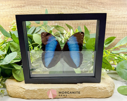 Morpho Achilles Butterfly in Glass Frame – Real Preserved Blue Butterfly Display (6.6’’ x 7.1’’) No. 1 - Home & Living