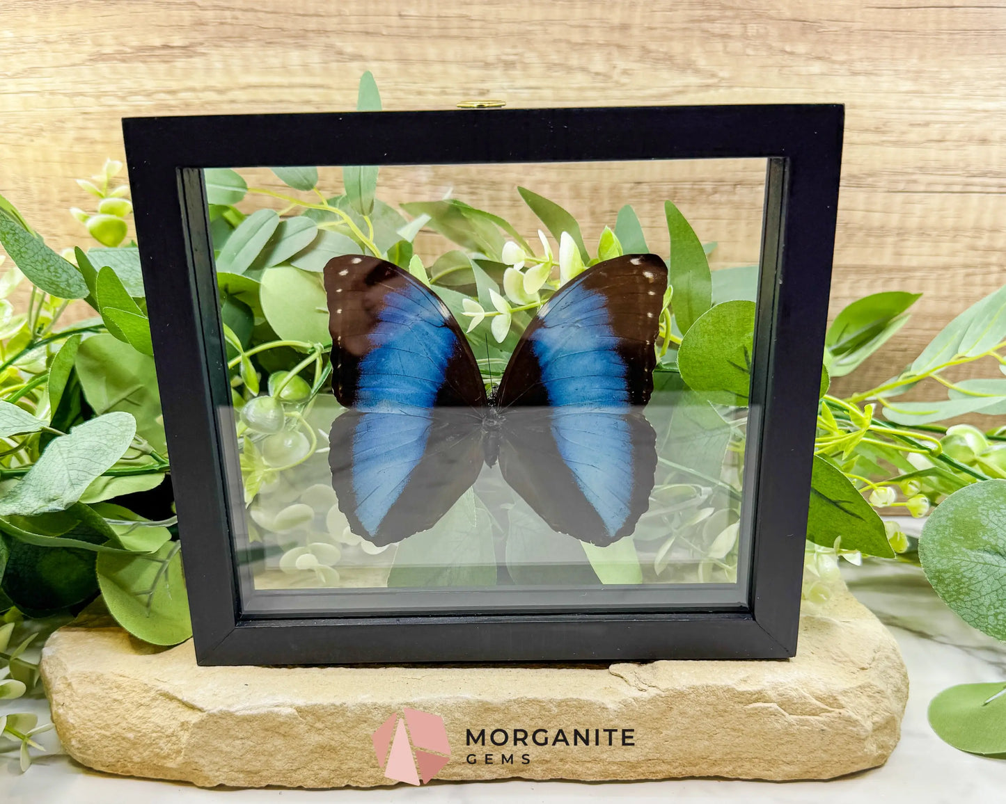 Morpho Achilles Butterfly in Glass Frame – Real Preserved Blue Butterfly Display (6.6’’ x 7.1’’) No. 1 - Home & Living