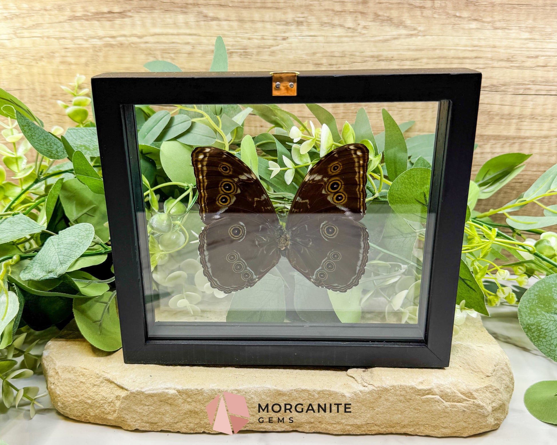 Morpho Achilles Butterfly in Glass Frame – Real Preserved Blue Butterfly Display (6.6’’ x 7.1’’) No. 1 - Home & Living