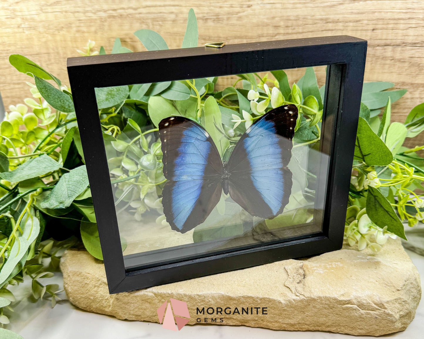 Morpho Achilles Butterfly in Glass Frame – Real Preserved Blue Butterfly Display (6.6’’ x 7.1’’) No. 1 - Home & Living