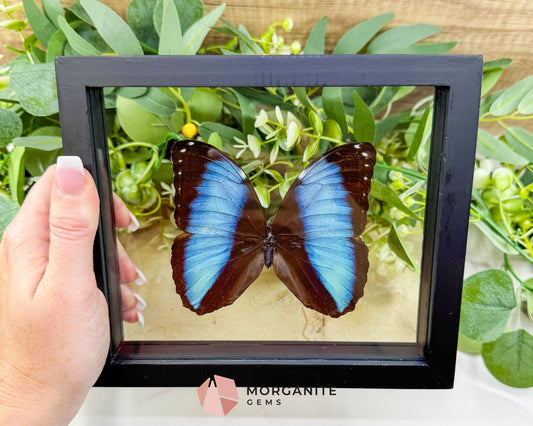 Morpho Achilles Butterfly in Glass Frame – Real Preserved Blue Butterfly Display (6.6’’ x 7.1’’) No. 1 - Home & Living