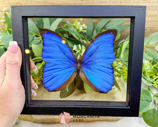 Morpho Didius Butterfly in Glass Frame – Real Blue Butterfly Specimen No. 2 (4.6’’ Wingspan) - Home & Living