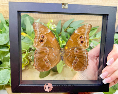 Morpho Didius Butterfly in Glass Frame – Real Blue Butterfly Specimen No. 2 (4.6’’ Wingspan) - Home & Living