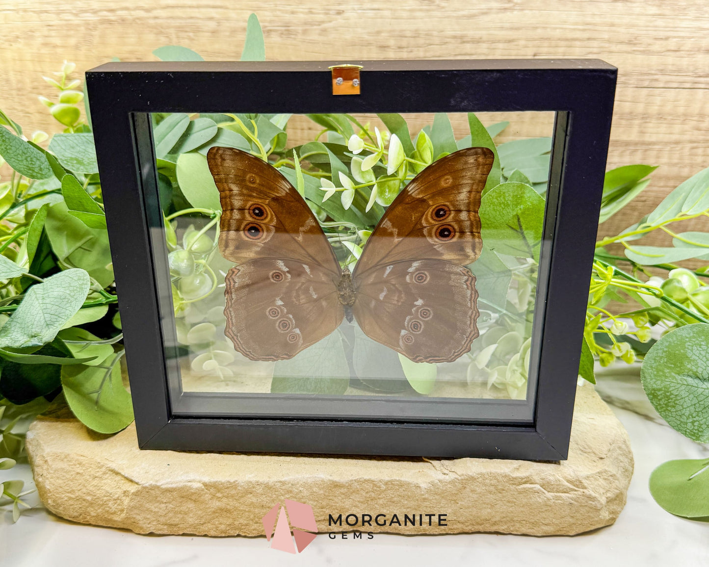 Morpho Didius Butterfly in Glass Frame – Real Blue Butterfly Specimen No. 2 (4.6’’ Wingspan) - Home & Living