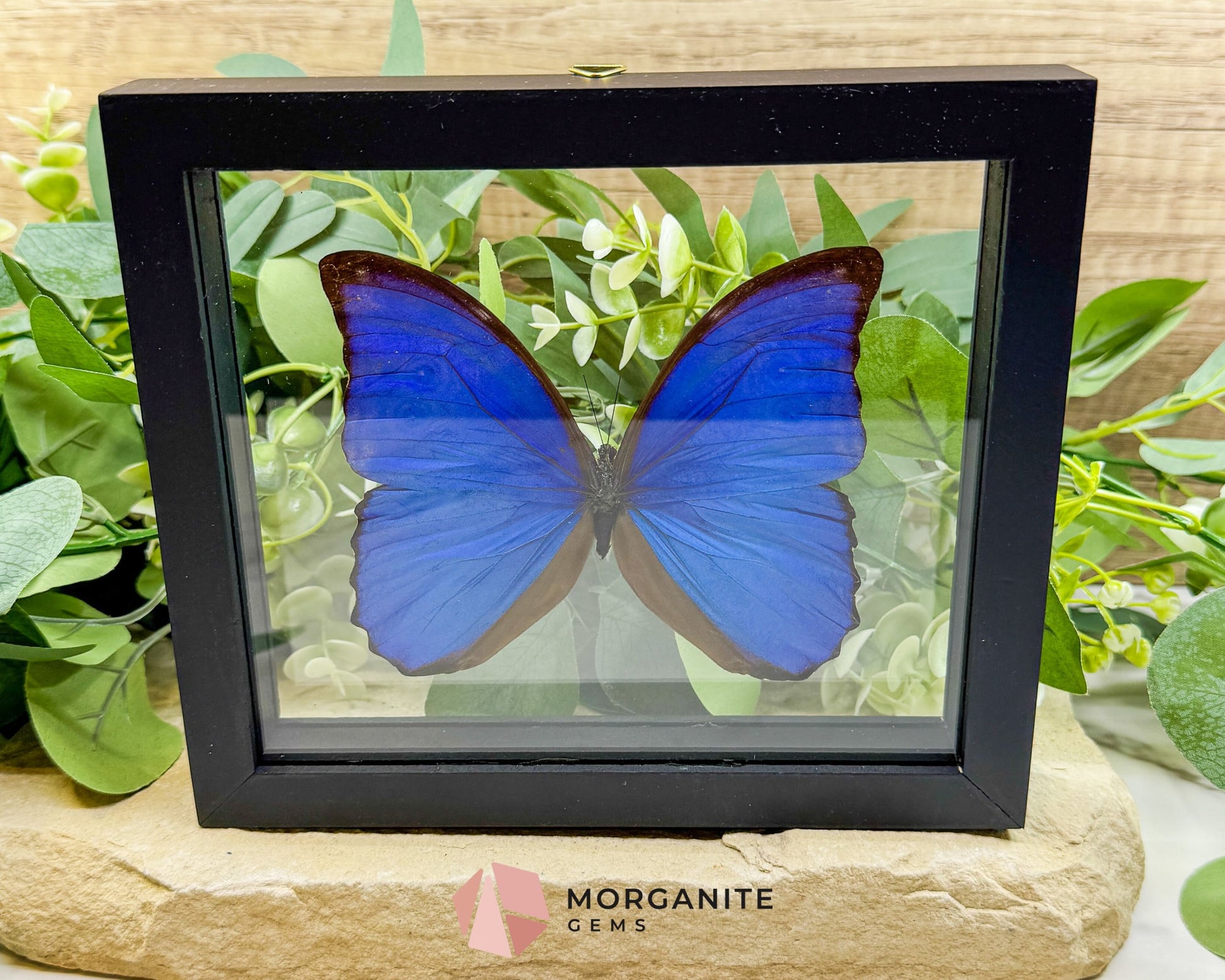 Morpho Didius Butterfly in Glass Frame – Real Blue Butterfly Specimen No. 2 (4.6’’ Wingspan) - Home & Living