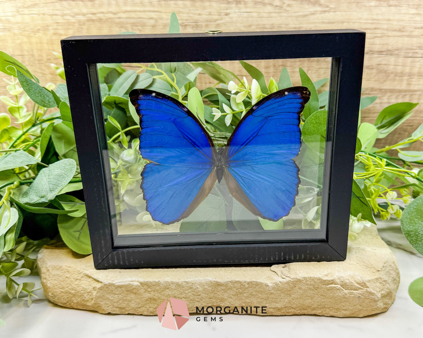 Morpho Didius Butterfly in Glass Frame – Real Giant Blue Specimen Display No. 1 (4.9’’ Wingspan) - Home & Living