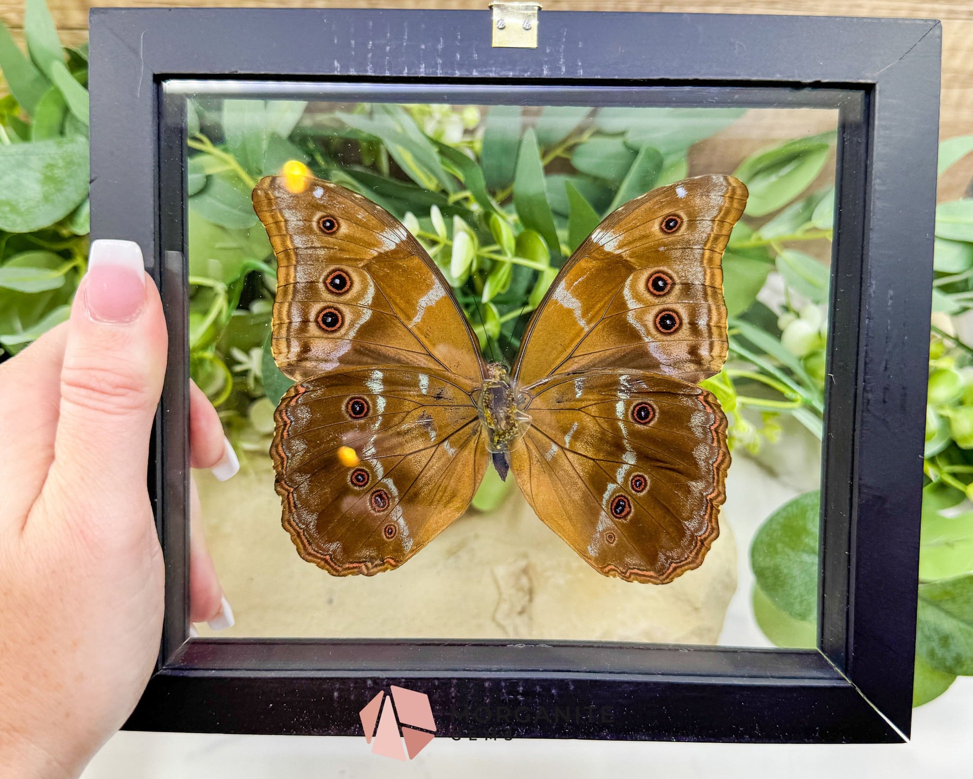 Morpho Didius Butterfly in Glass Frame – Real Giant Blue Specimen Display No. 1 (4.9’’ Wingspan) - Home & Living