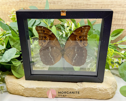 Morpho Didius Butterfly in Glass Frame – Real Giant Blue Specimen Display No. 1 (4.9’’ Wingspan) - Home & Living