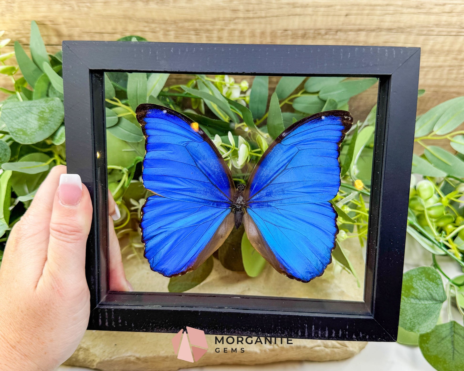 Morpho Didius Butterfly in Glass Frame – Real Giant Blue Specimen Display No. 1 (4.9’’ Wingspan) - Home & Living