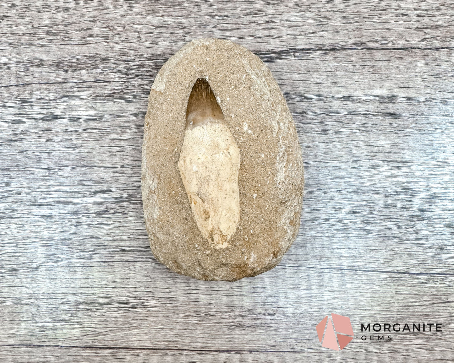 Mosasaur Tooth Fossil – Authentic Marine Predator Fossil from the Cretaceous Period-Morganite Gems