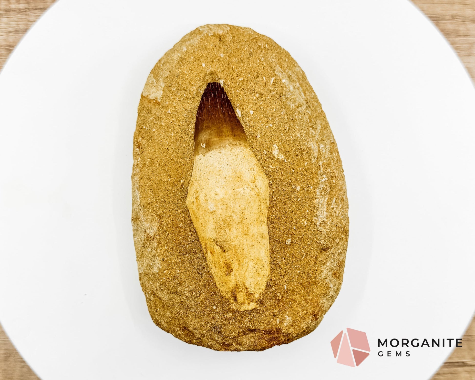 Mosasaur Tooth Fossil – Authentic Marine Predator Fossil from the Cretaceous Period-Morganite Gems