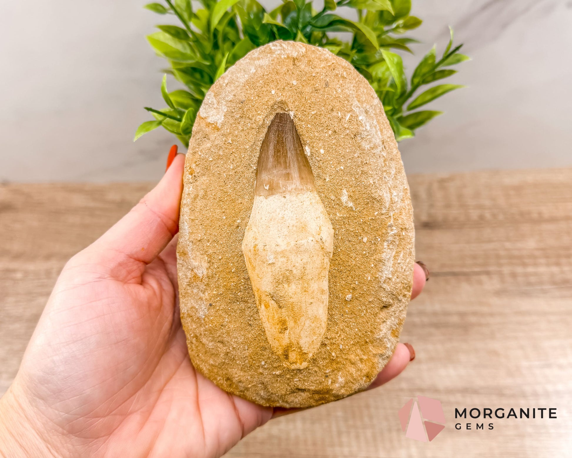 Mosasaur Tooth Fossil – Authentic Marine Predator Fossil from the Cretaceous Period-Morganite Gems