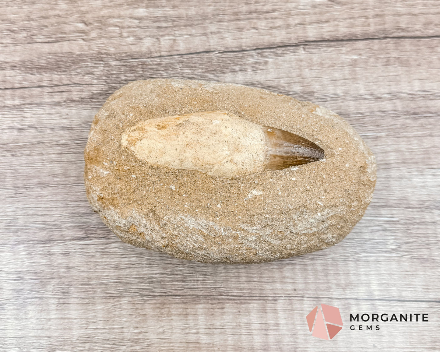 Mosasaur Tooth Fossil – Authentic Marine Predator Fossil from the Cretaceous Period-Morganite Gems