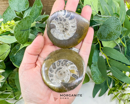 Polished Ammonite Fossil (2.5’’–3’’) – Randomly Selected Ancient Cephalopod Specimen for Grounding & Altar Decor